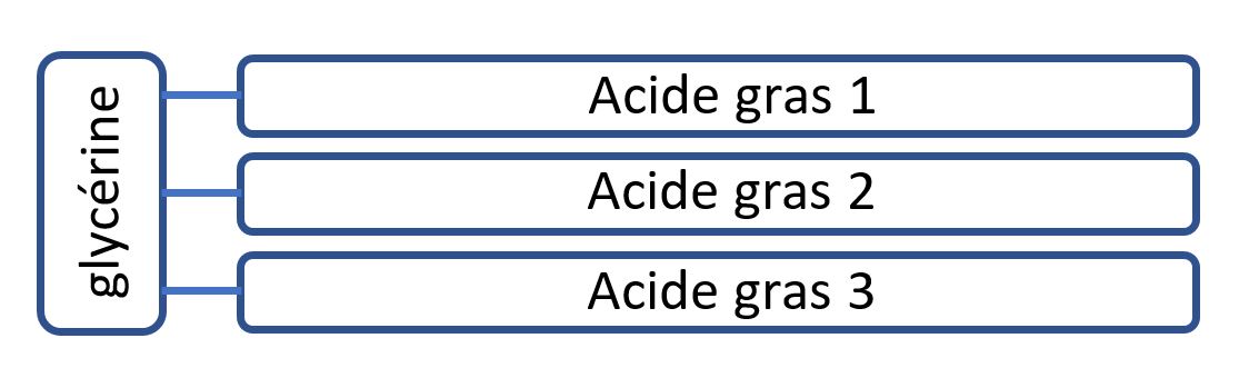 schema triglycerides glycerine acide gras