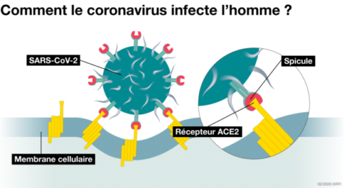 schema arrimage virus covid a membrane cellulaire